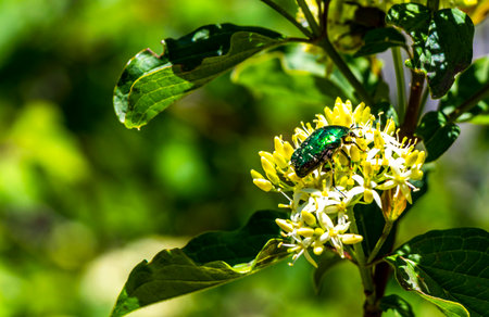 Green large rose chafer beetle insect on flower in meadow with wind in the Alps Fliess Landeck Tyrol Austria.の写真素材