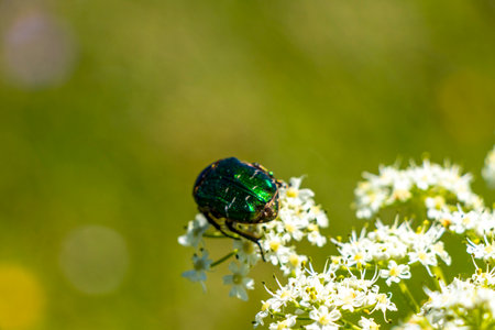 Green large rose chafer beetle insect on flower in meadow with wind in the Alps Fliess Landeck Tyrol...