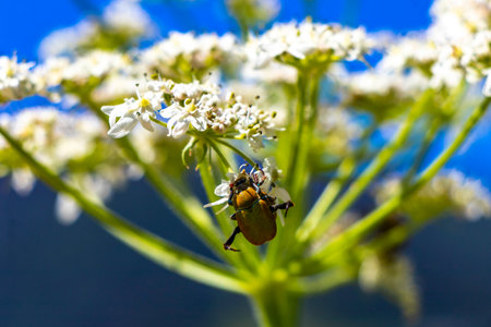Many brown beetles beetle insect insects on flower in the Alps Fliess Landeck Tyrol Austria.の写真素材
