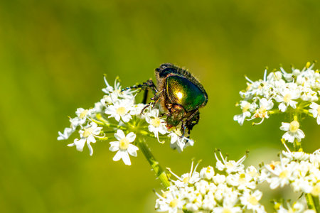 Green large rose chafer beetle insect on flower in meadow with wind in the Alps Fliess Landeck Tyrol Austria.の写真素材