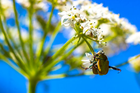 Many brown beetles beetle insect insects on flower in the Alps Fliess Landeck Tyrol Austria.