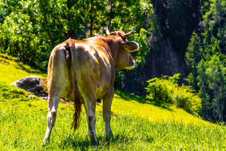 Cow tries to scratch her butt on the pasture meadow in the mountains in the Alps Fliess Landeck Tyrol Austria.の写真素材