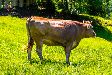 Cow Cows relaxing on the pasture meadow in the mountains in the Alps Fliess Landeck Tyrol Austria.の写真素材