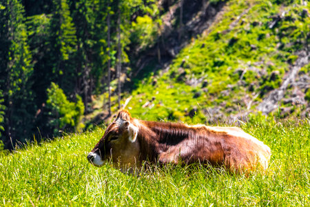 Cow Cows relaxing on the pasture meadow in the mountains in the Alps Fliess Landeck Tyrol Austria.の写真素材