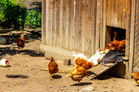 Free range chickens chicken cock at the coop in the Alps Fliess Landeck Tyrol Austria.の写真素材