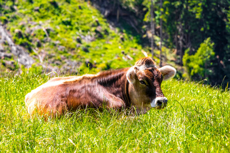 Cow Cows relaxing on the pasture meadow in the mountains in the Alps Fliess Landeck Tyrol Austria.の写真素材