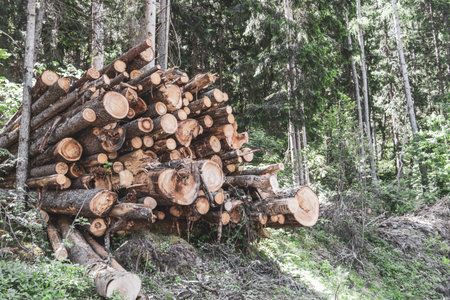 Sawn off dead tree trunks trees stack of wood in the forest in the Alps Fliess Landeck Tyrol Austria.の写真素材