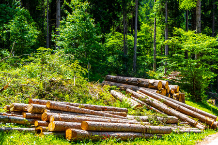 Sawn off dead tree trunks trees stack of wood in the forest in the Alps Fliess Landeck Tyrol...