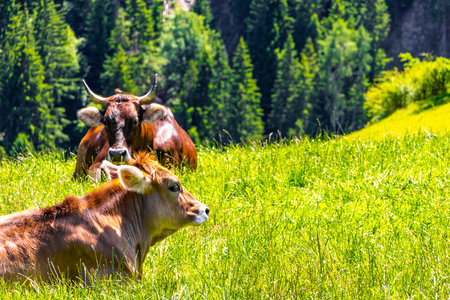 Cow Cows relaxing on the pasture meadow in the mountains in the Alps Fliess Landeck Tyrol Austria.の写真素材
