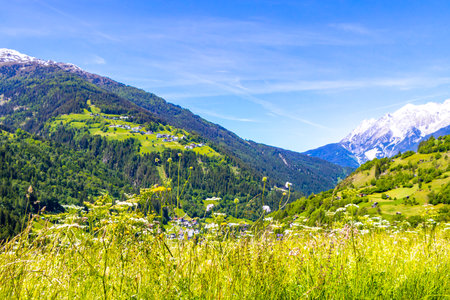 Green colorful field meadow of flowers at the mountain and alpine hill landscape mountains rocks and peaks panorama of Lechtal alps with snow and blue sky in Fliess Landeck Tyrol Austria.の写真素材