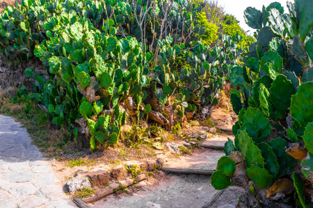 Stairs staircase and walking path trail hiking in the jungle nature rainforest in the mountains in Rio de Janeiro State of Rio de Janeiro Brazil.の写真素材