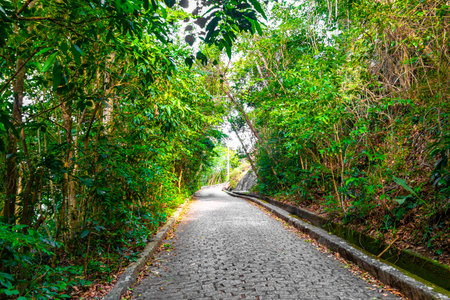 Walking path trail hiking in the jungle nature rainforest in the mountains in Rio de Janeiro State...