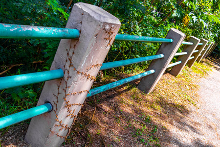 Walking path trail hiking in the jungle nature rainforest in the mountains in Rio de Janeiro State of Rio de Janeiro Brazil.の写真素材