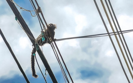 Marmoset Monkey Monkeys in in the city town on roof fence cable power pole in Rio de Janeiro State...