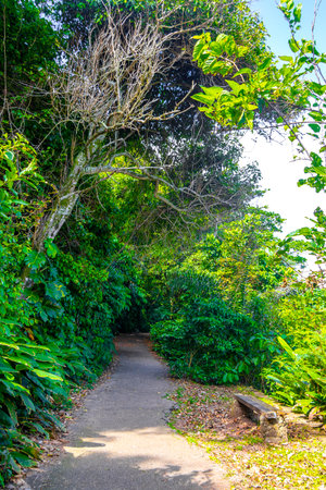 Walking path trail hiking in the jungle nature rainforest in the mountains in Rio de Janeiro State of Rio de Janeiro Brazil.の写真素材