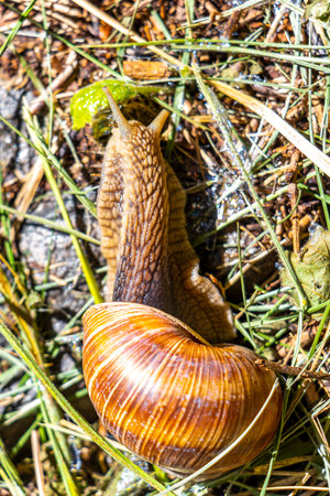 Large brown snail with house crawls on the forest floor in the Alps Fliess Landeck Tyrol Austria.の写真素材