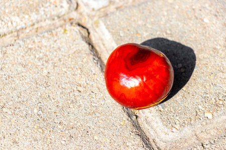 Shiny chestnuts lie on the ground in Leninskiy Rayon Brest Brest District Brest Region Belarus.の写真素材