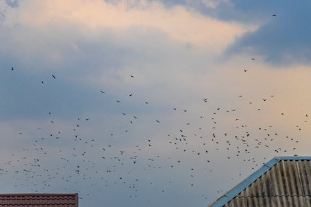 Many birds flock fly over thunderstorm sunset sky in Leninskiy Rayon Brest Brest District Brest Region Belarus.の写真素材