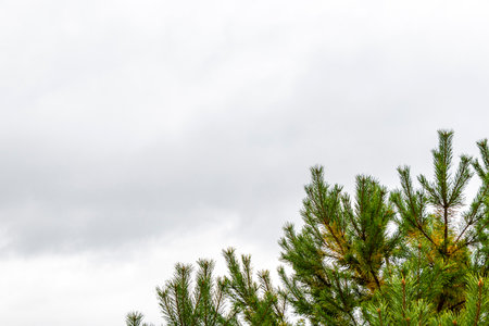 Fir branches and cones with a cloudy sky in Leninskiy Rayon Brest Brest District Brest Region Belarus.の写真素材