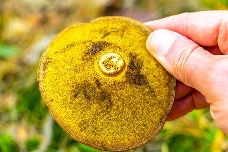 Mushroom collected in the forest Mushrooms in the hand in Leninskiy Rayon Brest Brest District Brest...