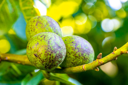 Nuts Fruit on the green walnut tree with leaves in summer in Leninskiy Rayon Brest Brest District...
