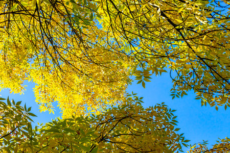 Golden autumn green deciduous trees treetops with blue sky and sunshine in Leninskiy Rayon Brest...