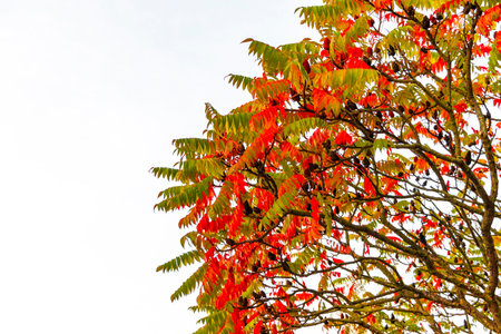 Golden autumn green yellow and red deciduous trees treetops with blue sky and sunshine in Leninskiy...