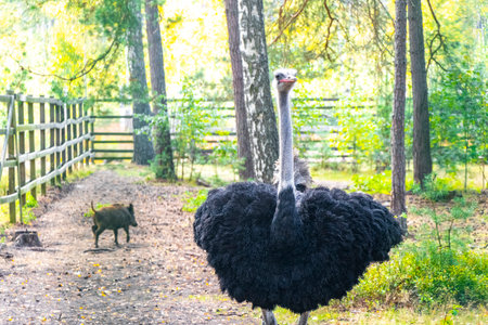 Large elegant ostrich bird preens itself and walks around.