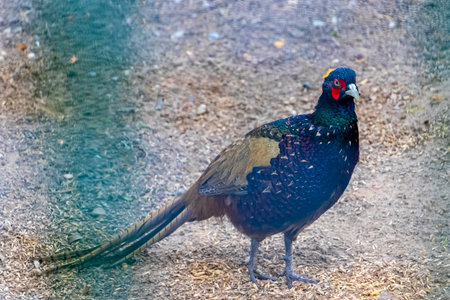 Common pheasant bird birds behind fence in zoo in Bielaviezskaja Pusca National Park Bialowieza...