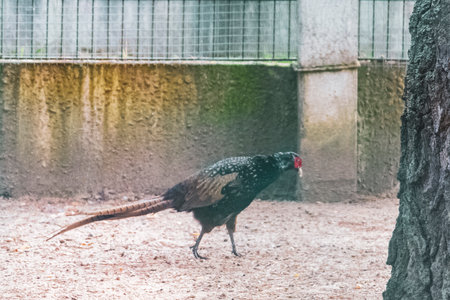 Common pheasant bird birds behind fence in zoo in Bielaviezskaja Pusca National Park Bialowieza Forest Kamyanyets District Brest Region Belarus.の写真素材
