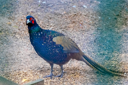 Common pheasant bird birds behind fence in zoo in Bielaviezskaja Pusca National Park Bialowieza...