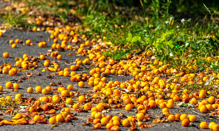 Yellow plum fruits on the ground in Brest District Brest Region.