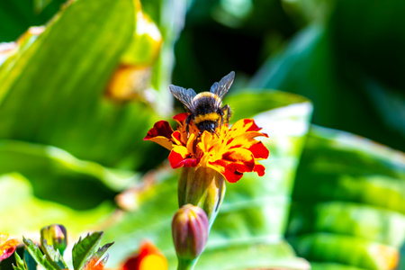 Bee bumblebee collects nectar from yellow flower blossom in Karelichy District Hrodna Region...