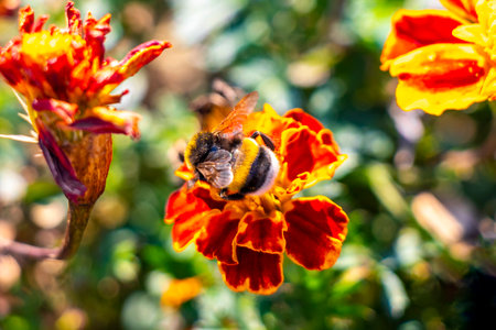 Bee bumblebee collects nectar from yellow flower blossom in Mir Karelichy District Hrodna Region.