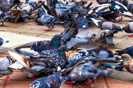 Feeding feed many pigeons pigeon bird birds in the city.の写真素材