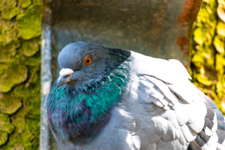 Pigeon pigeons bird birds on a tree in the forest in Minsk Minsk District Minsk Region Belarus.の写真素材