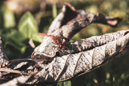 Red dragonfly sitting on a leaf and turning its head.の写真素材