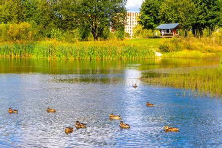 Mallard duck ducks bird birds swimming in green pond lake river water in Park Civali nature forest and blue sky in Minsk Belarus.の写真素材