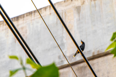 Black yellow tropical bird sitting on power cable outside in Don Mueang Bangkok Central Thailand in Southeastasia Asia.の写真素材