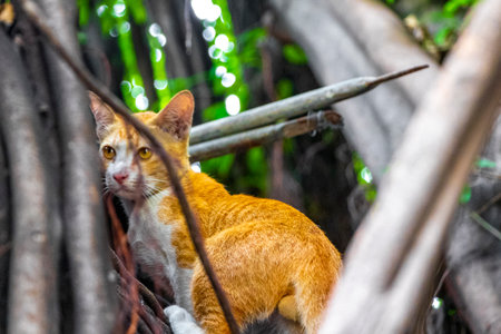 Cute orange red cat climbs tropical tree in Don Mueang Bangkok Central Thailand in Southeastasia...