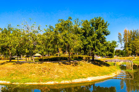 Tropical pond lake river overgrown with water lily plants in Khon Kaen District Khon Kaen Province Isan Northeast Thailand in Southeast Asia.の写真素材