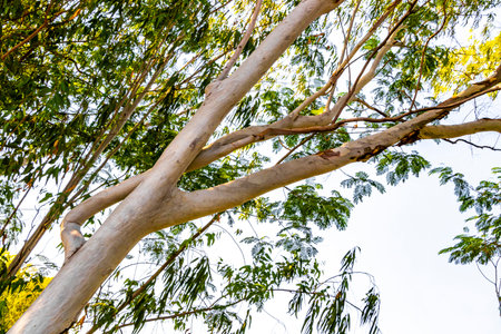 Silver gray green bark tropical tree trees at forest jungle and river lake in Khon Kaen District...