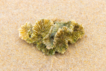 Petrified shells corals and rocks on a tropical beach on Koh Ko Na Khae Naka Island in Krasom Amphoe...