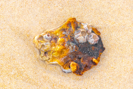 Petrified shells corals and rocks on a tropical beach on Koh Ko Na Khae Naka Island in Krasom Amphoe...