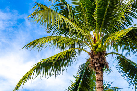 Tropical Palms Palm trees in the sky with sunshine in Patong Beach Kathu District Phuket Island...