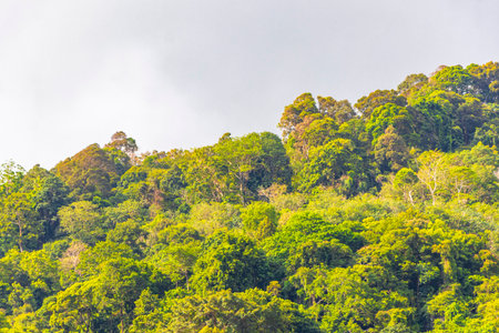 Tropical mountain with jungle forest trees plants clouds and blue sky in Patong Beach Kathu District Phuket Island Province Southern Thailand in Southeast Asia.の写真素材