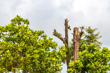 Tropical mountain with jungle forest trees plants clouds and blue sky in Patong Beach Kathu District...