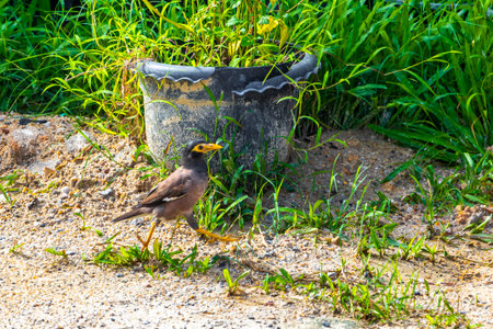 Myna bird birds walking around on ground at the tropical nature in Patong Beach Kathu District Phuket Island Province Southern Thailand in Southeast Asia.の写真素材