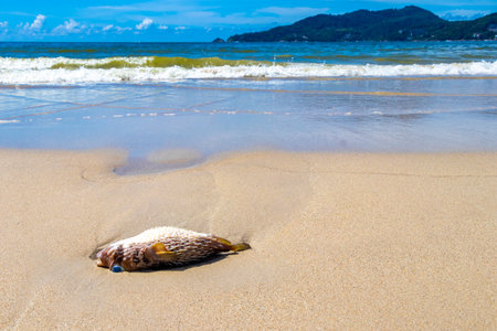 Dead puffer fish washed up on the beach lies on the sand in Patong Beach Kathu District Phuket Island Province Southern Thailand in Southeast Asia.の写真素材