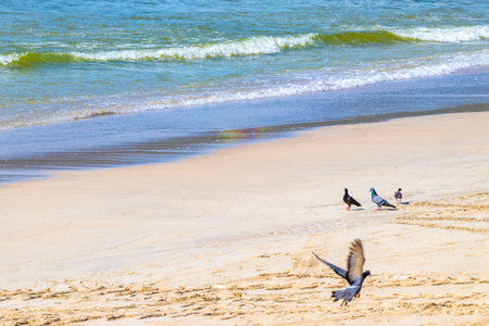 Pigeon searching for food on beach sand in Patong Beach Kathu District Phuket Island Province Southern Thailand in Southeast Asia.の写真素材